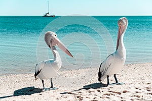 Wild Australian pelicans resting on the shore