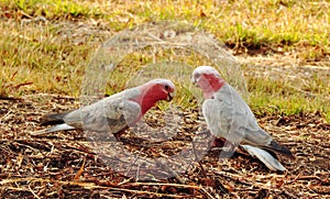 Wild Australian Pink & Grey Galahs in farm paddock