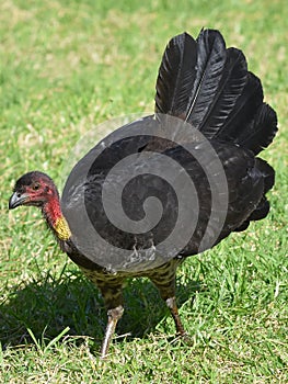 Wild Australian Turkey close-up