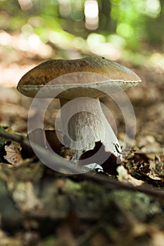 Wild autumn mushrooms background, brown boletus, cep. Penny bun, porcino or porcini