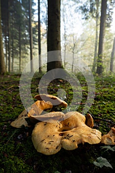 Wild autumn mushrooms growing in the forest in Europe in October. Close up shot, no people