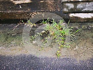 Wild axonopus compressus grass grows by the roadside.