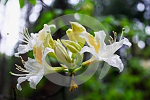 Wild Azaleas flower, Yosemite National Park