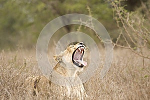 Wild babies lions playing, Kruger national park, SOUTH AFRICA