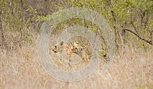 Wild babies lions playing, Kruger national park, SOUTH AFRICA