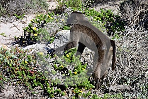 Native Baboon, Cape of Good Hope, South Africa photo