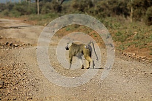 Wild baboon monkey in Africa walk on unparved road