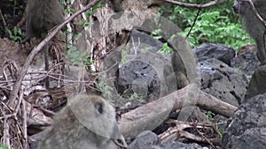 Wild Baboon Monkey with baby in African Botswana savannah