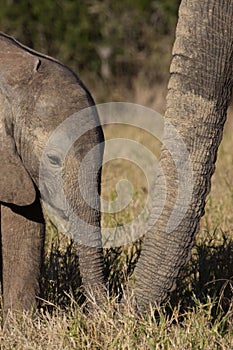 Wild baby African elephant