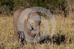 Wild baby African elephant