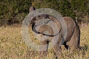 Wild baby African elephant