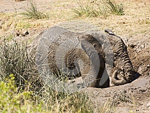 Wild baby african elephant playing in mud, Kruger National park, South Africa