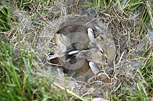 Wild Baby Bunnies In A Nest