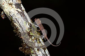 Wild baby chameleon