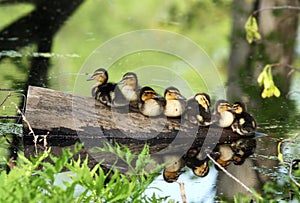 Wild baby ducks resting on a log