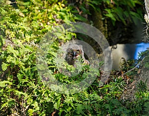 Wild Baby fledgling Great horned owl - Bubo virginianus - looking with mouth open standing up in nest in oak tree