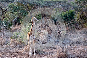 Wild baby giraffe in Kruger National Park in South Africa