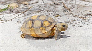 Wild Baby gopher tortoise - Gopherus polyphemus - walking in north Central Florida sand