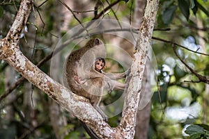 Wild baby long tailed macaque sucking breast milk from its mother