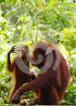 Wild baby and mom Orangutans Borneo phone wallpaper