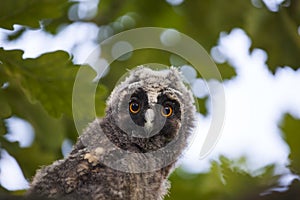 Wild baby owl tree background