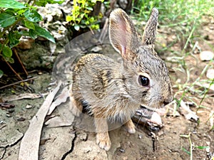 Wild baby rabbit closeup picture