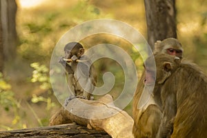Wild Baby Rhesus Macaque Monkey Chewing on Bark