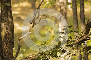 Wild Baby Rhesus Macaque Stretching Out on Branch