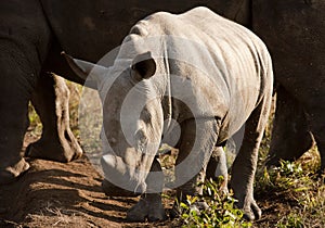 Wild Baby Rhinoceros In Sunlight photo