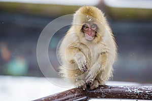 Wild Baby Snow Monkey on Fence