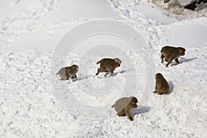 Wild Baby Snow Monkeys Playing Chase in Snow