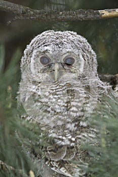 Wild baby Tawny owl sitting / Strix aluco