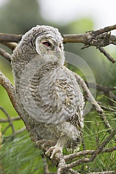 Wild baby Tawny owl sitting / Strix aluco