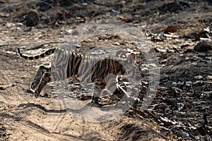 A wild baby tiger in India, Madhya Pradesh