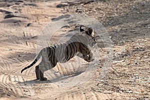 A wild baby tiger in India, Madhya Pradesh