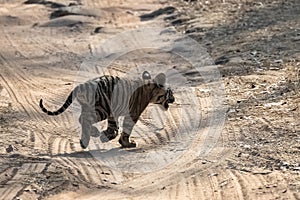 A wild baby tiger in India, Madhya Pradesh