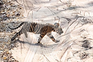 A wild baby tiger in India, Madhya Pradesh