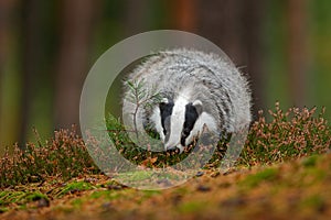 Wild Badger, Meles meles, animal in wood. European badger, autumn pine green forest. Mammal environment, rainy day. Badger in fore