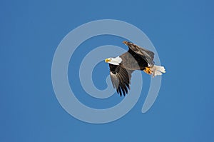 Wild bald eagle against blue sky