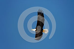 Wild bald eagle against blue sky