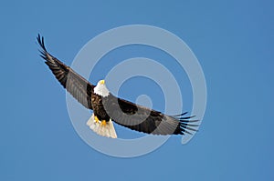 Wild bald eagle against blue sky