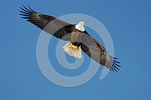 Wild bald eagle against blue sky