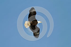 Wild bald eagle against blue sky