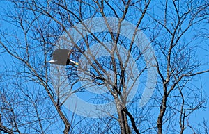 Bald eagle flying near tree