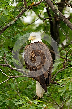 Wild Bald Eagle Perched in Tree