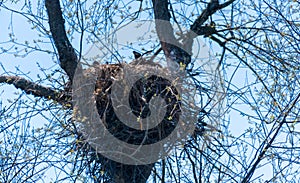 Eaglets perched in nest in tree