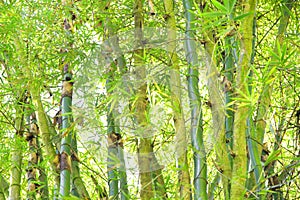 Wild Bamboo in the rain forest - texture in green for a background