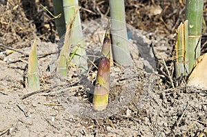 Wild Bamboo shoots