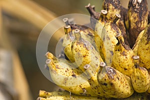 Wild banana-closeup yellow old