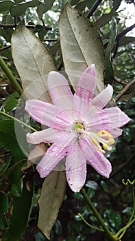 Wild Banana Passion Fruit Flower in Madeira Island Rain Forest, Tropical Portugal